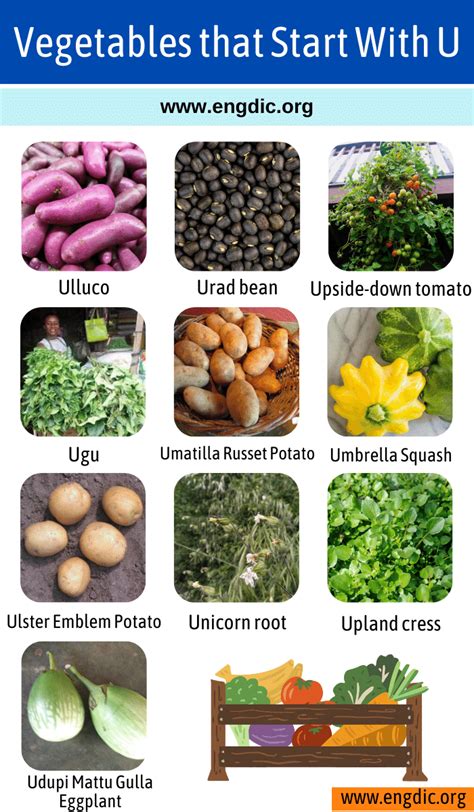 vegetable that begins with u.